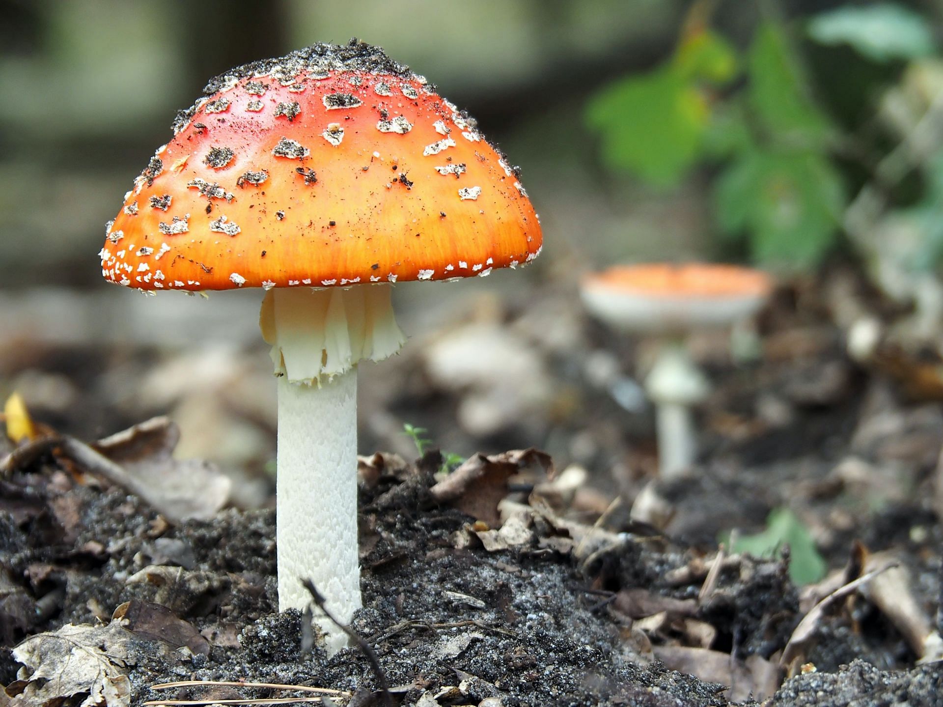 Types of mushrooms (Image via Unsplash/Ed Van Dujin)
