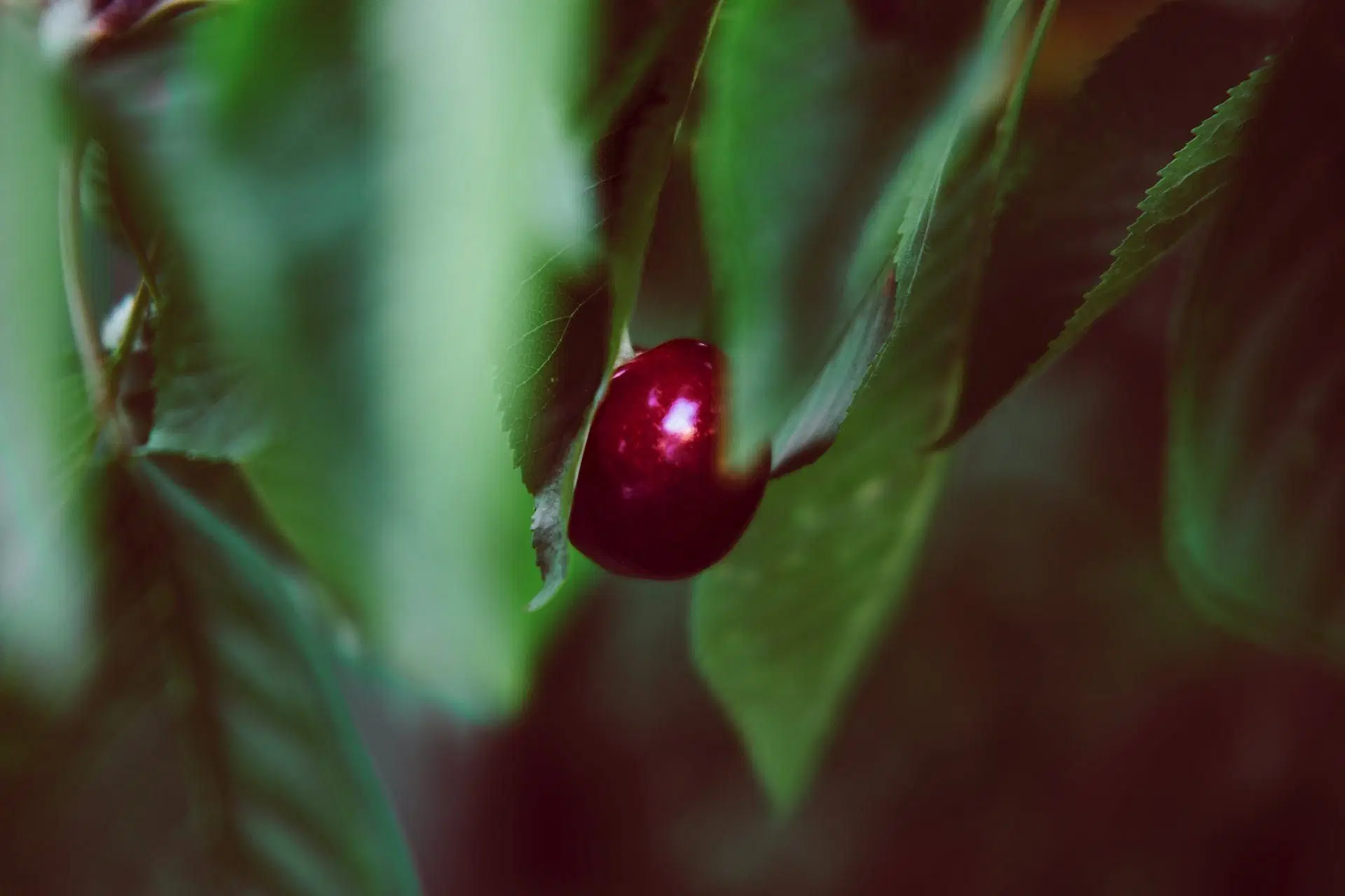 Sarsaparilla (Image via Pexels/Julian Kirschner)