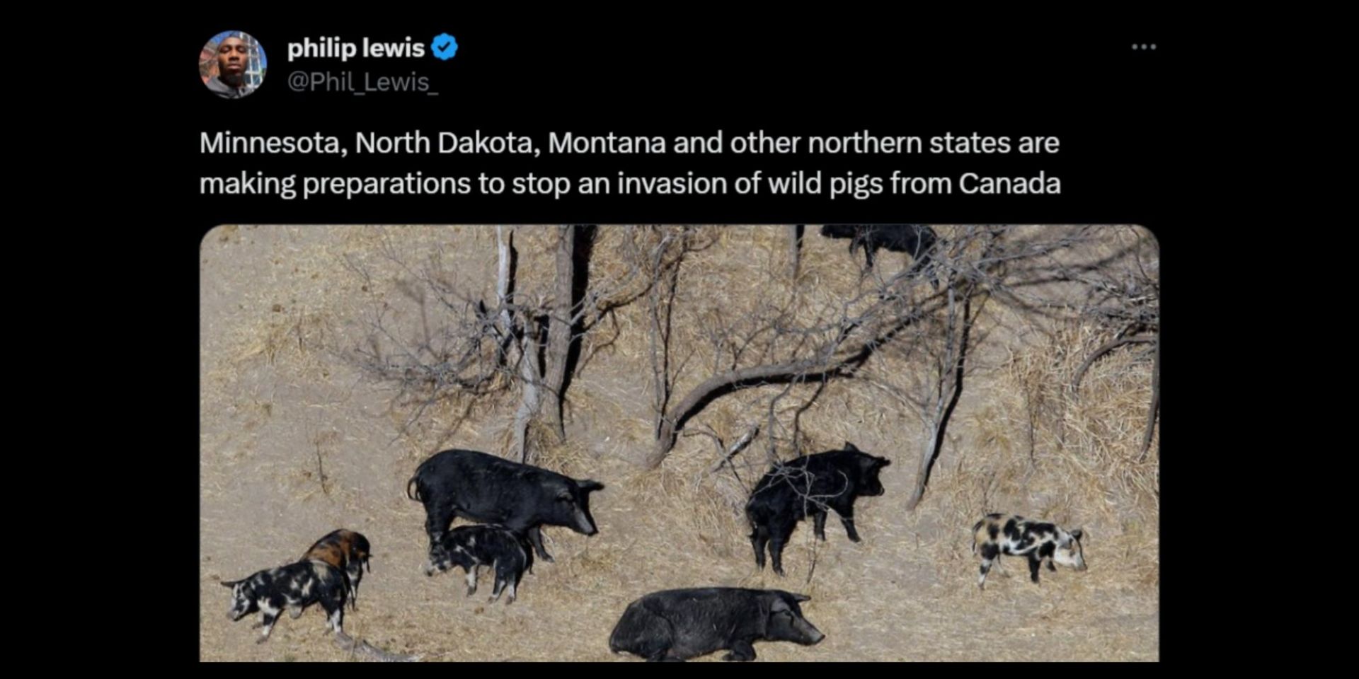 Northern U.S. states are preparing to prevent the invasion of these feral swine. (Image via X/philip lewis)