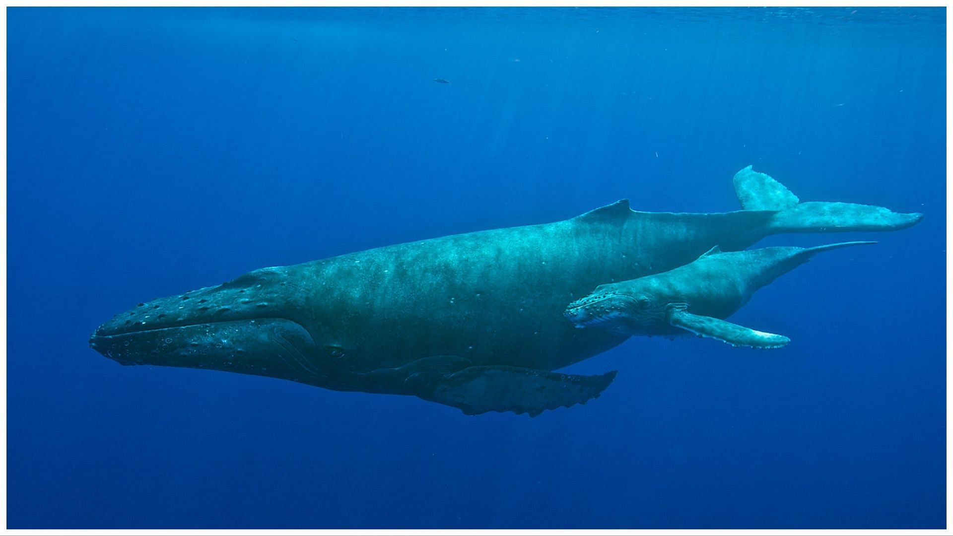 The birth of the humpback whale was caught on camera (Image via National Oceanic and Atmospheric Administration)