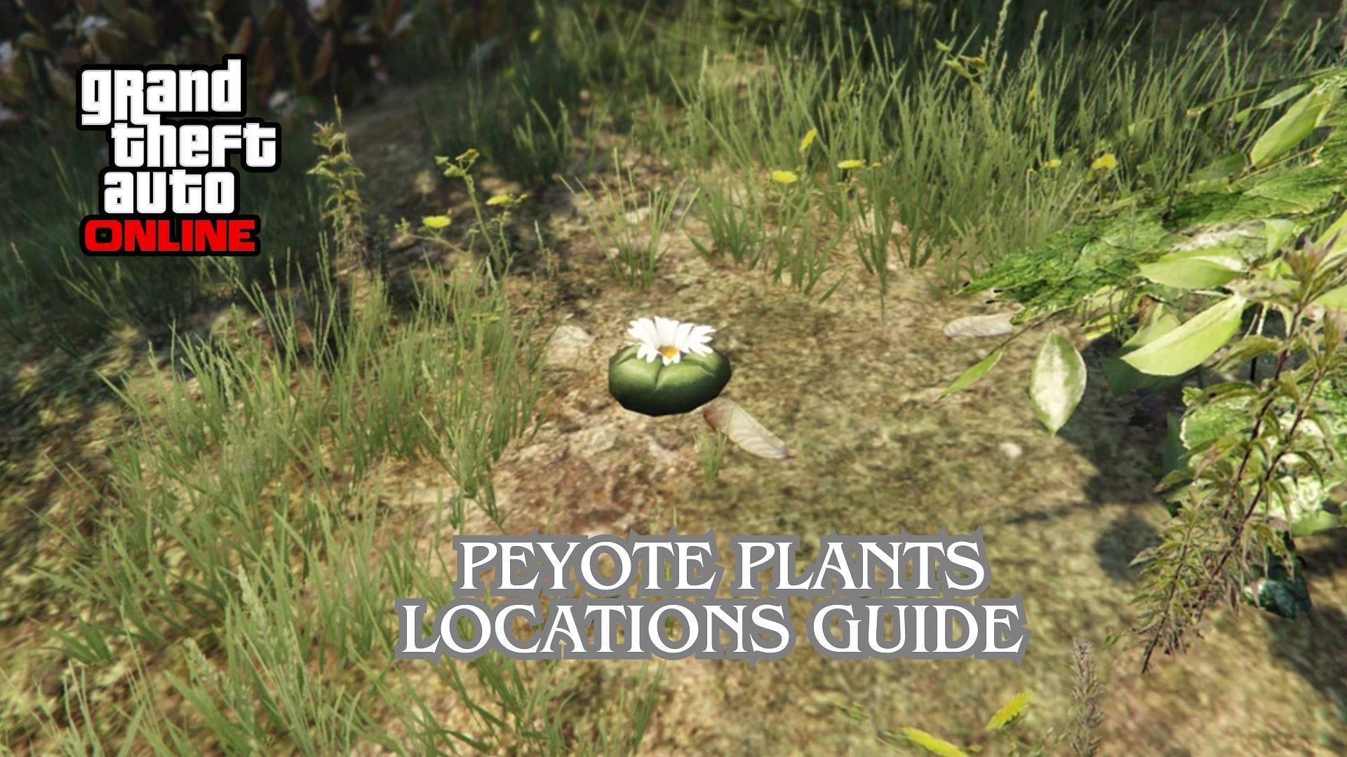 How to find all Peyote Plants in GTA Online: Location guide