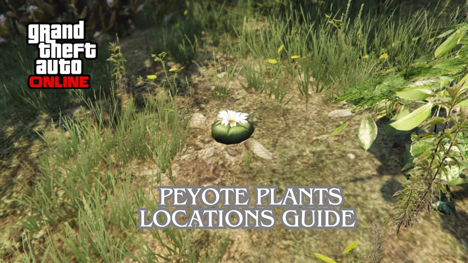 How To Find All Peyote Plants In Gta Online Location Guide 1409