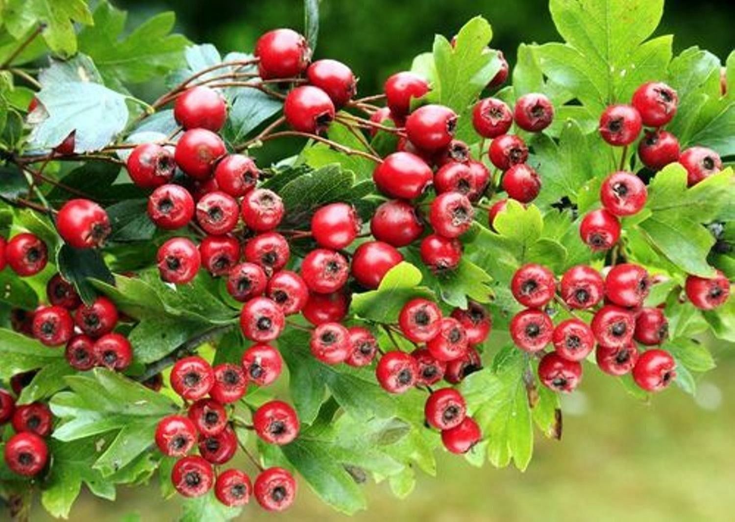 Hawthorn Berry Benefits (Image via Indiamart)