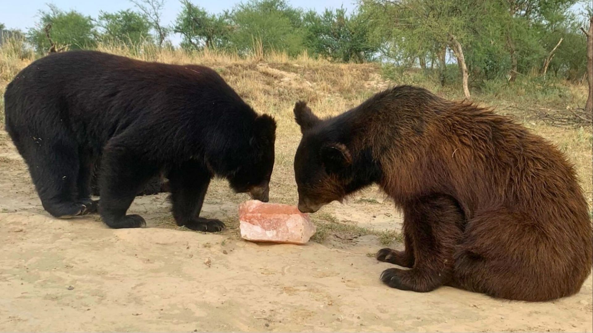 Netizens express shock after man cooks bear legs (Image via MoveTheWorld/X)