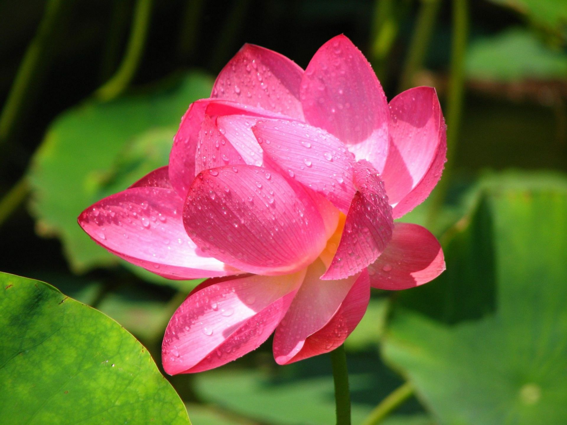 Lotus stem can be consumed in a wide array of ways (Image via freepik)