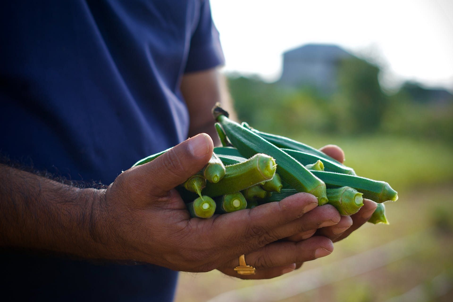 Okra water has several health benefits (Image via Pexels/Prateek Nuti)