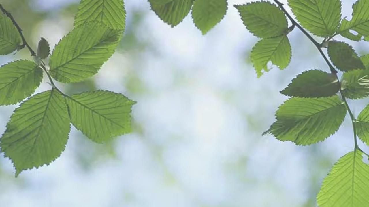 Slippery Elm Benefits (Image via Getty Images)