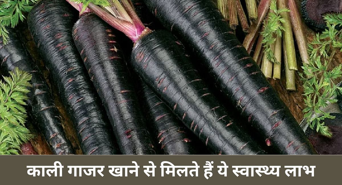 काली गाजर खाने से मिलते हैं ये स्वास्थ्य लाभ(फोटो-Sportskeeda hindi)