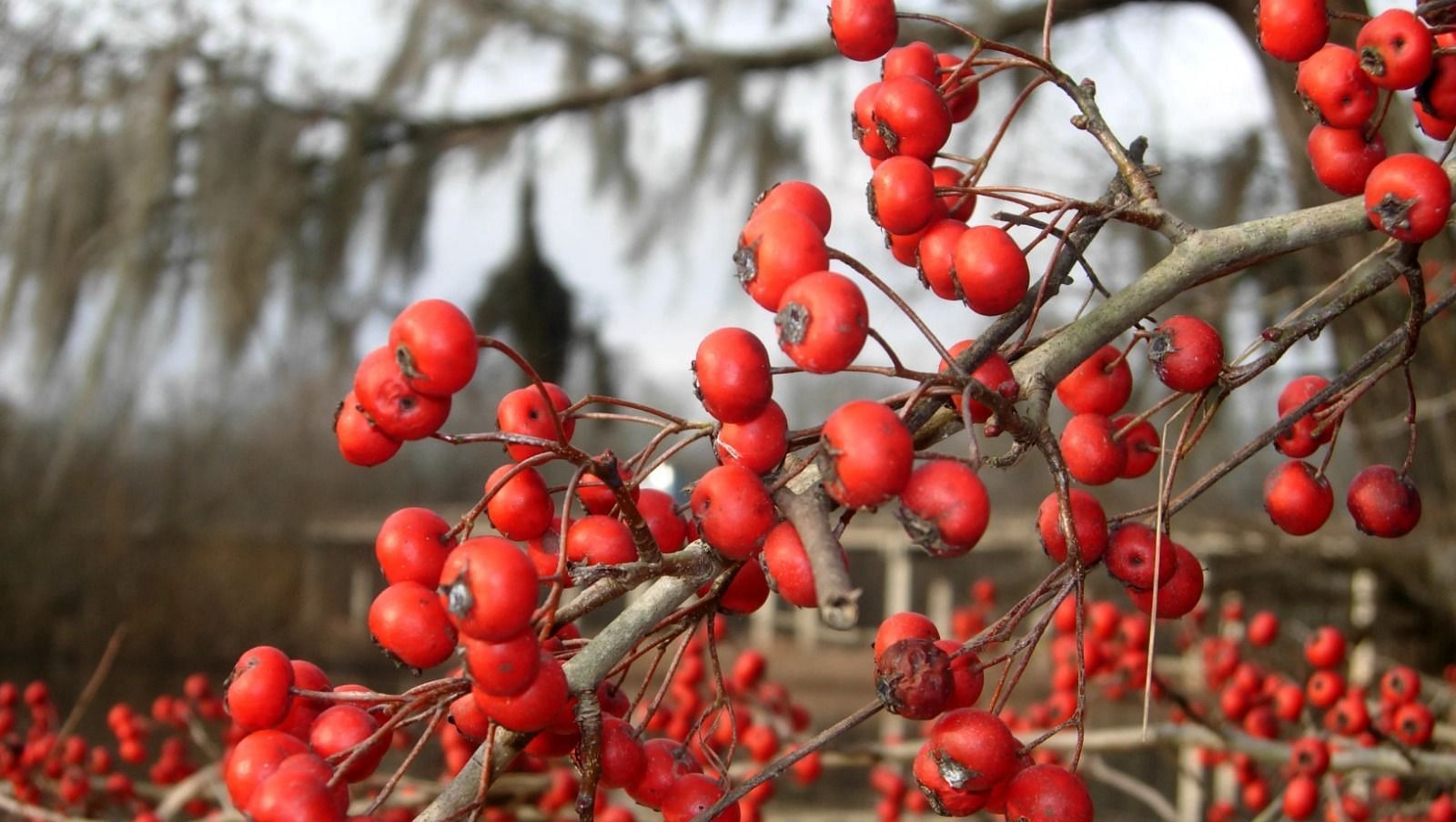 Hawthorn Berry Benefits (Image via Indiamart)