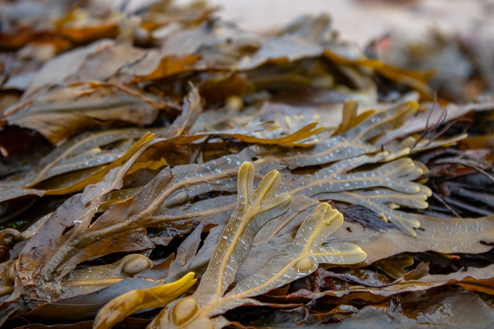 Bladderwrack (Image via Unsplash/Joan)