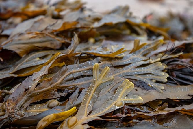 Benefits of Bladderwrack that you didn't know before