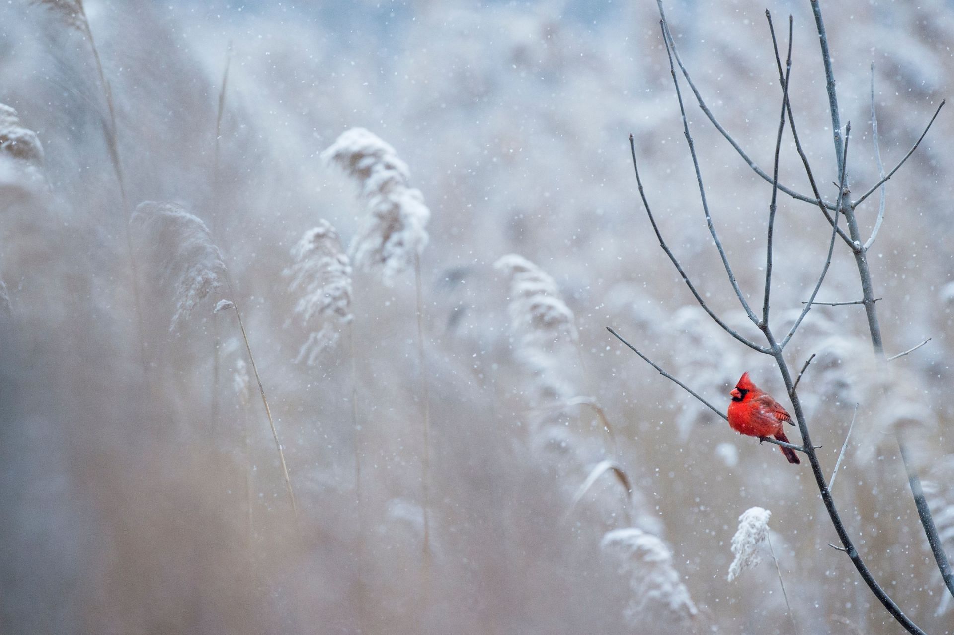 Invierno (Imagen vía Unsplash/Ray Hennessy)