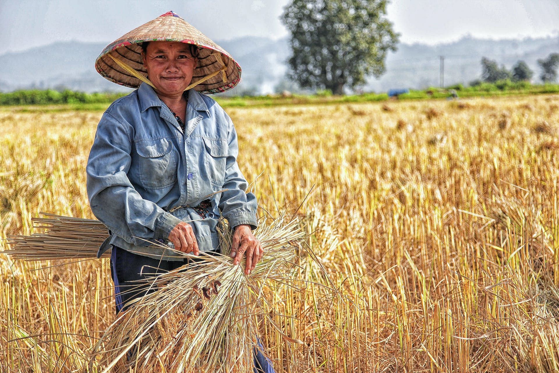 Bomba rice comes with numerous health benefits (Image via Pexels/DoDo PHANTHAMALY)