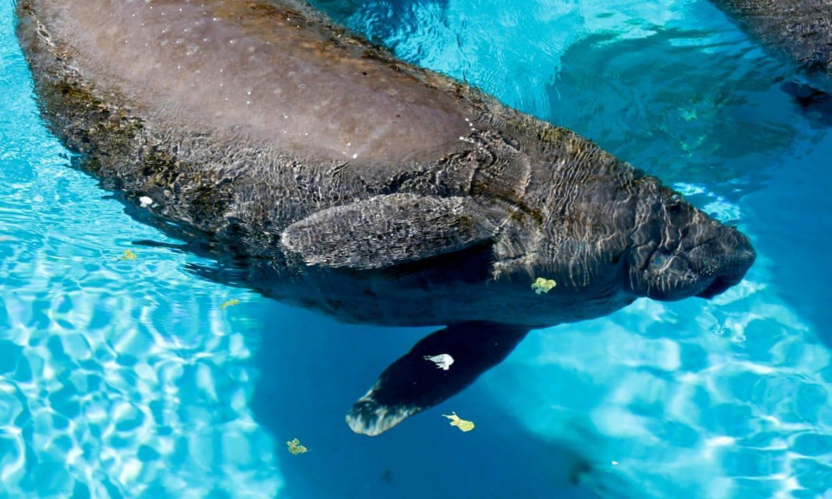 Romeo and Juliet to be freed from Miami Seaquarium: More details revealed (Image via AFP)