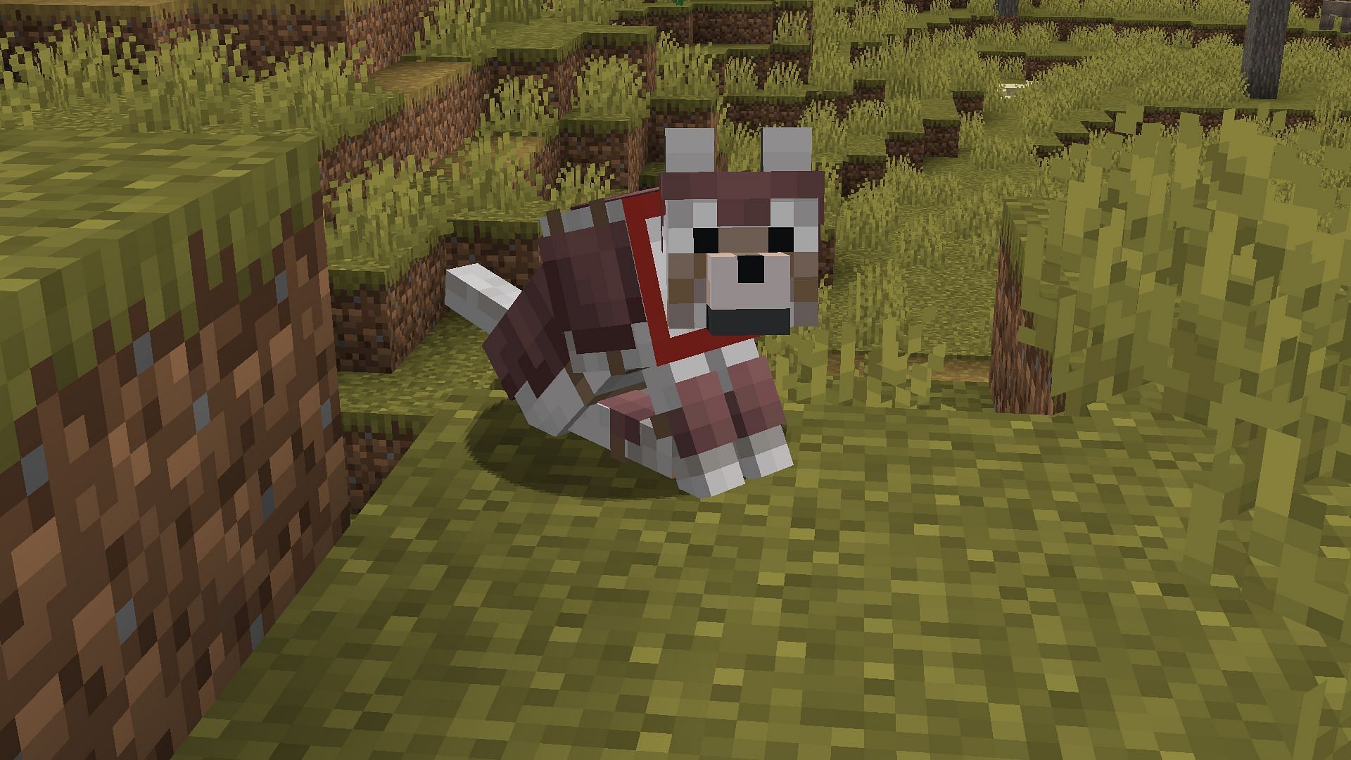 Only tamed wolves can wear the wolf armor given by their owner (Image via Mojang)