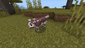 "I hope we can dye/trim it": Minecraft players react to Wolf Armor in new Bedrock beta