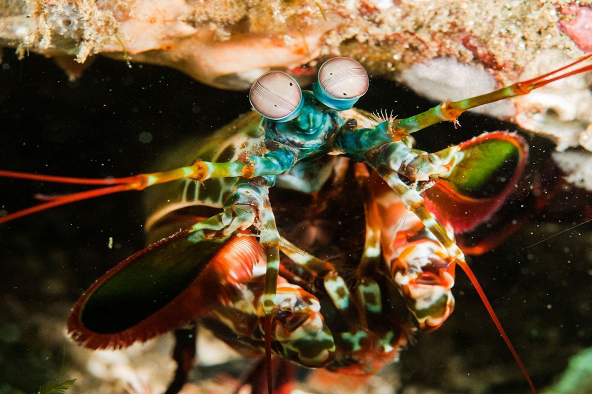 Image of a Mantis Shrimp - the real-life One Punch Man (Image via National Geographic Kids)