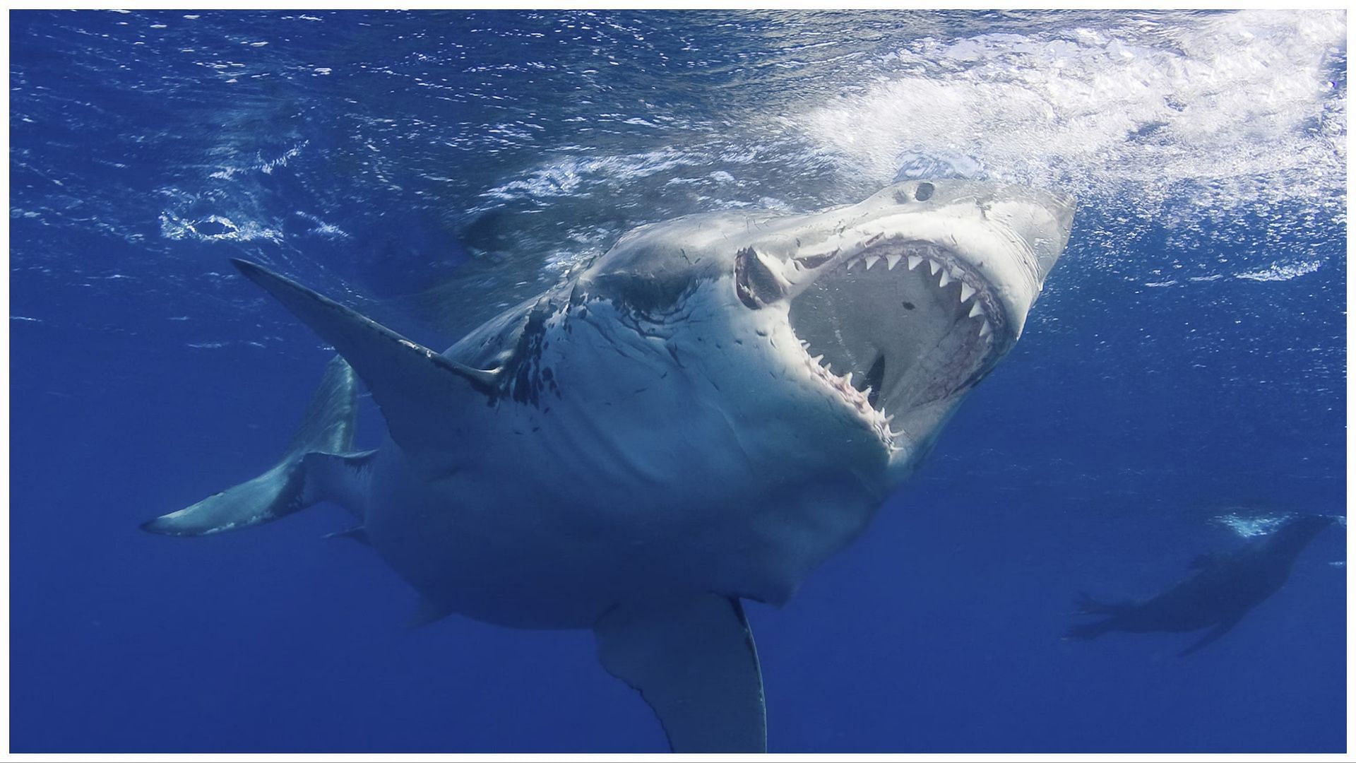 Recently a woman died due to a shark attack (Image via Nat Geo)