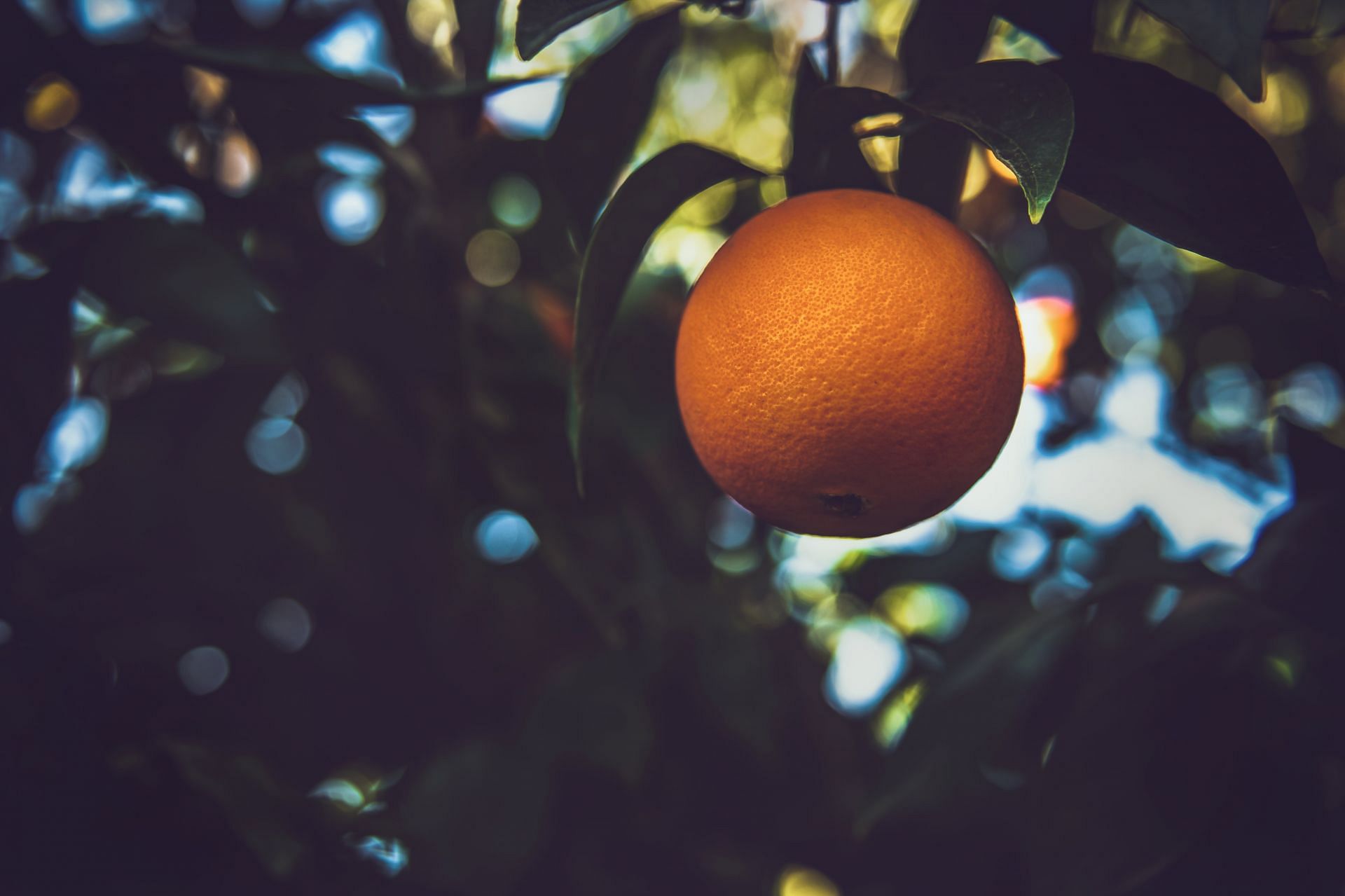 Benefits of juice made from orange for cholesterol (image sourced via Pexels / Photo by tim)