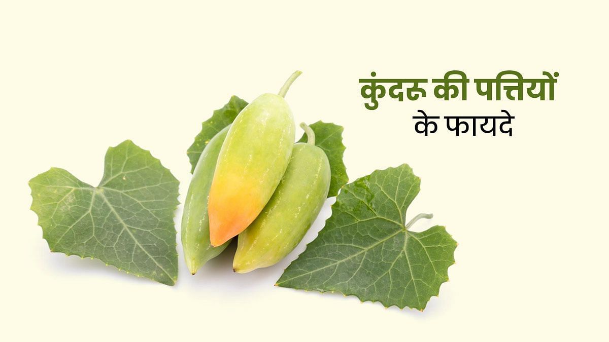 डायबिटीज कंट्रोल करने के लिए असरदार है कुंदरू की पत्तियां (sportskeeda Hindi) 
