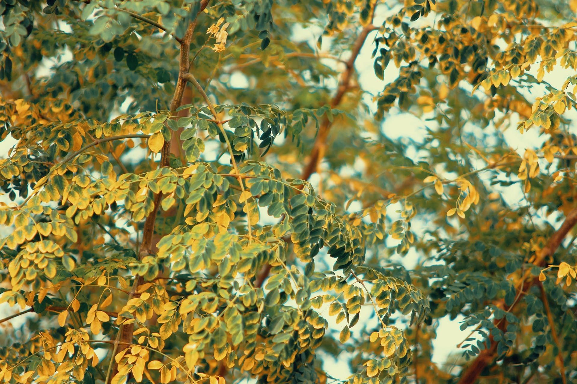Moringa Tree (Image via Pexels/Pok Rie)