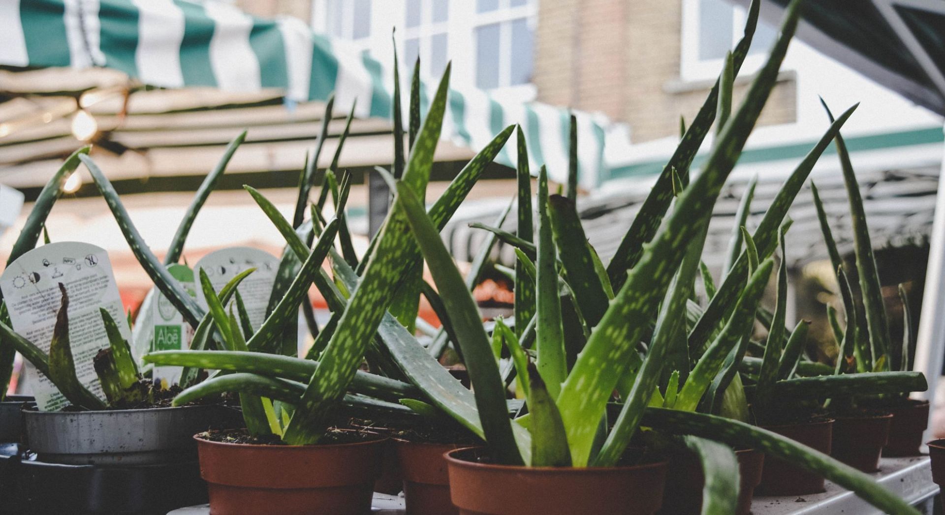 Aloe vera plant (Image via pexels/@Cintia Siqueira)