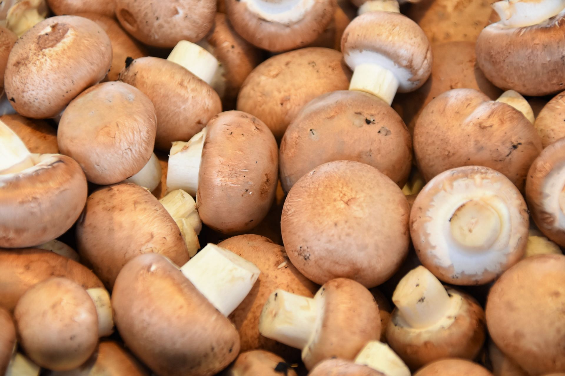 Mushrooms for anxiety (Image via Unsplash/Waldemar)