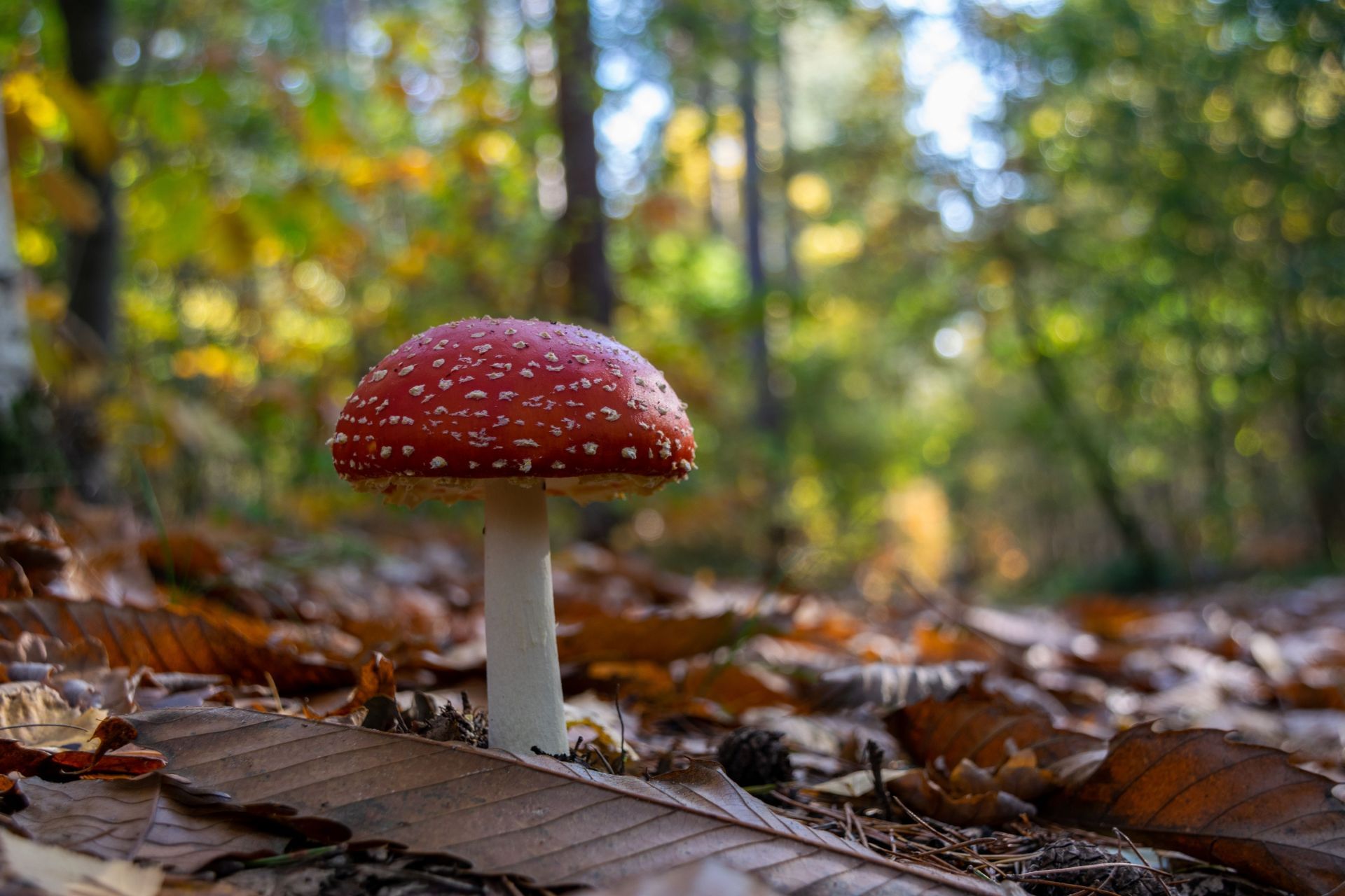 Mushrooms for anxiety (Image via Unsplash/Thomas)