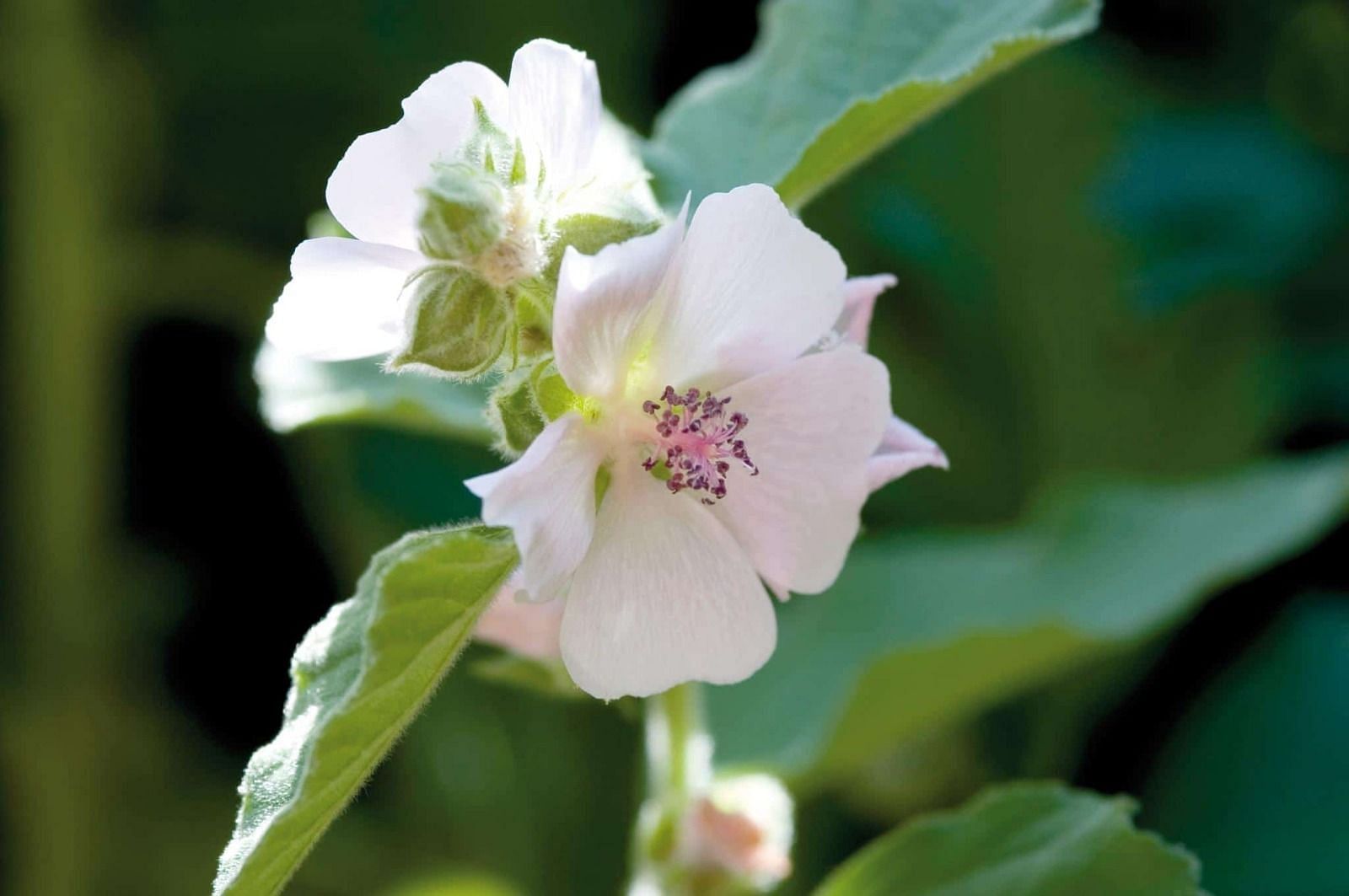 Marshmallow Root (Image via Freepik)