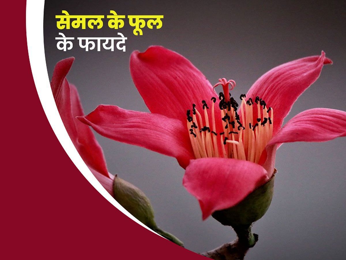 सेमल के फूल के फायदे  (sportskeeda Hindi) 
