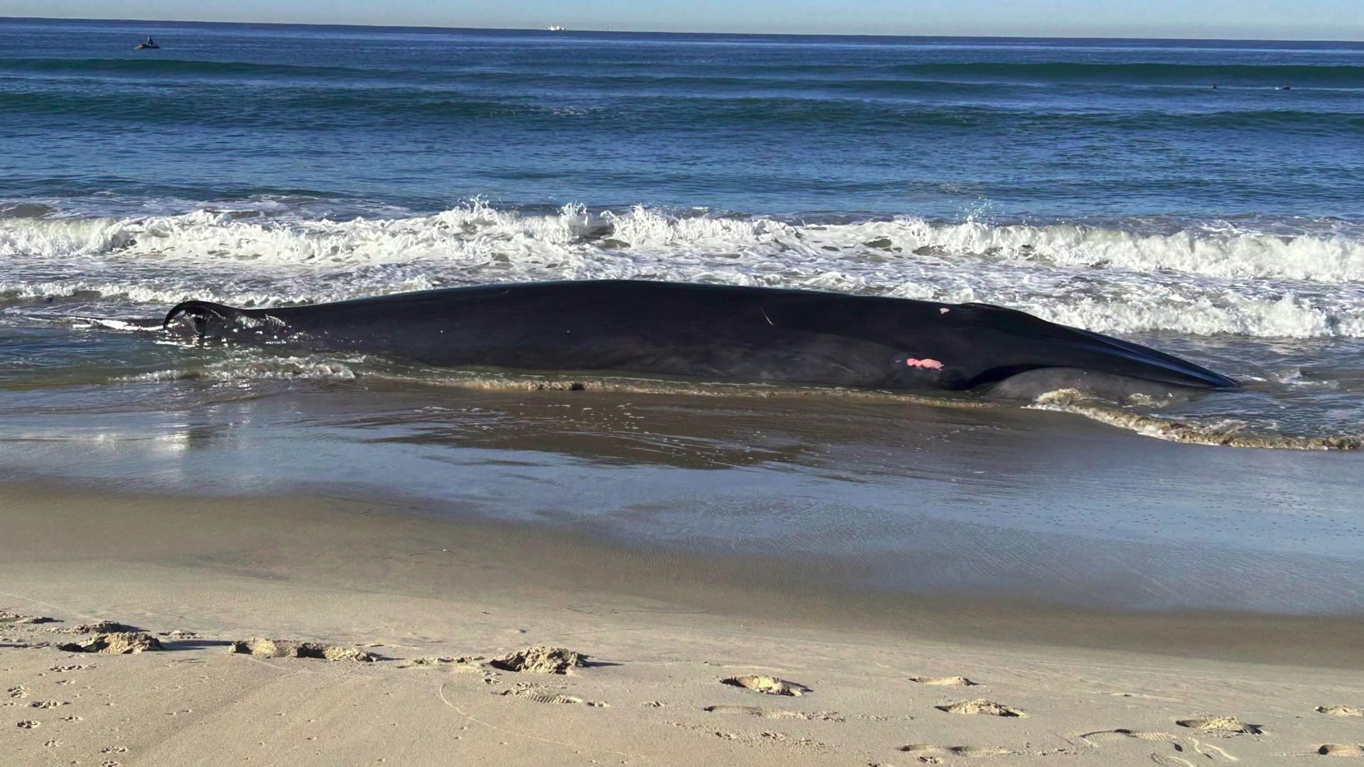 Beached fin whale (Image via X/@TheSocrateej)