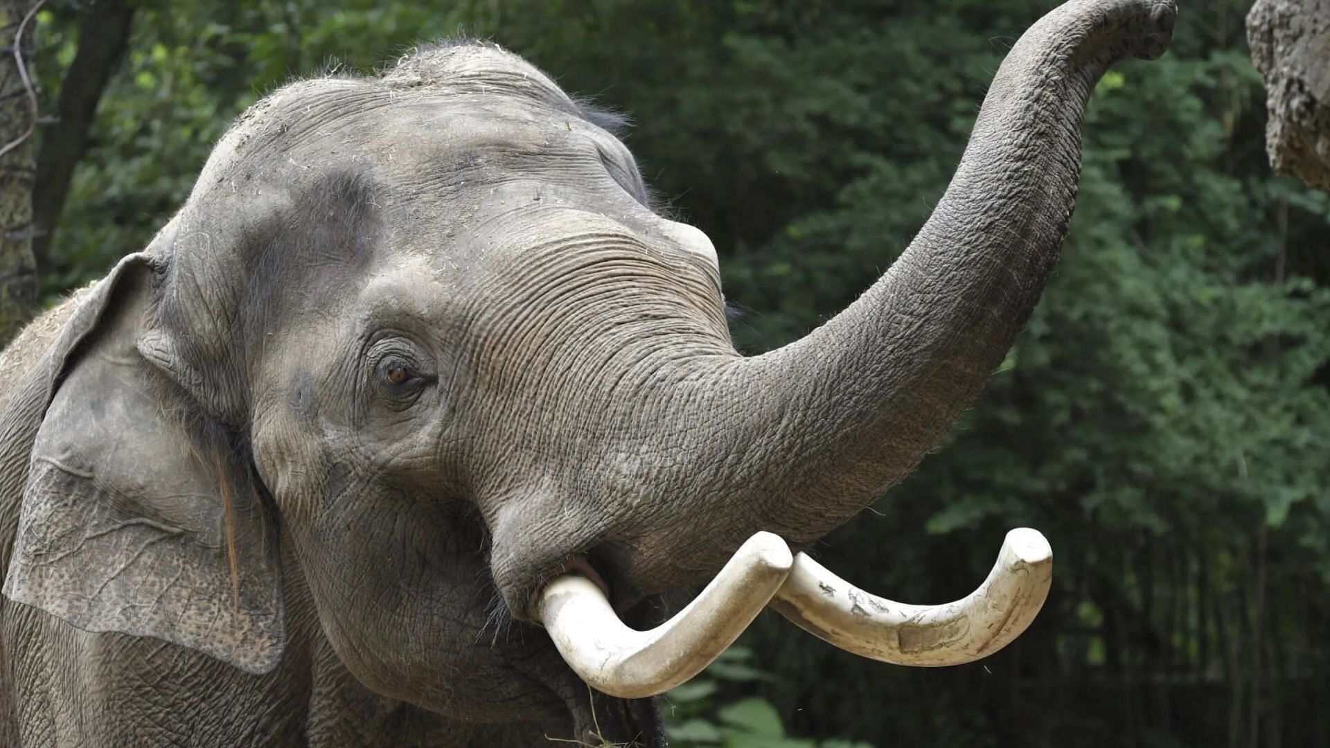 Raja the elephant is leaving St. Louis Zoo. (Image via the St. Louis Zoo website)