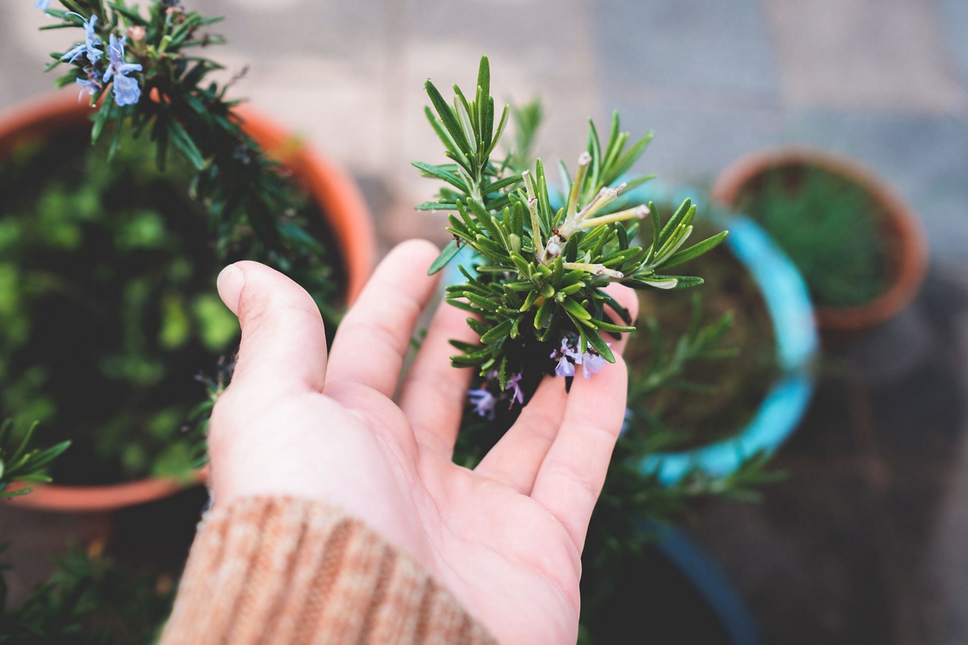 The medicinal uses of rosemary have entered the mental health world. (Image via Pexels/ Lachlan Ross)