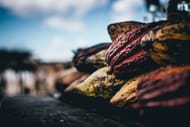 Cocoa extract (Image via Unsplash/Alexandre)