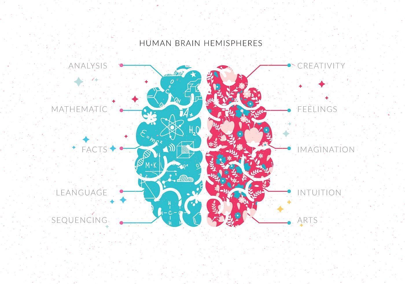 Are you left or right brained? What difference does it make in your everyday life? (Image via Vecteezy/ Sunshine -91)