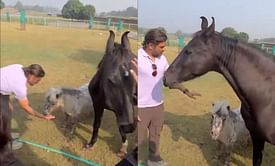 [Watch] MS Dhoni pampers his pet horses