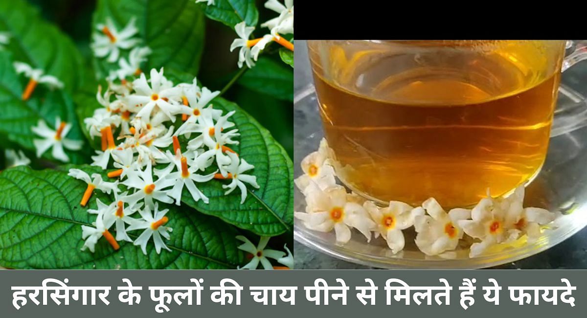 हरसिंगार के फूलों की चाय पीने से मिलते हैं ये फायदे(फोटो-Sportskeeda hindi)