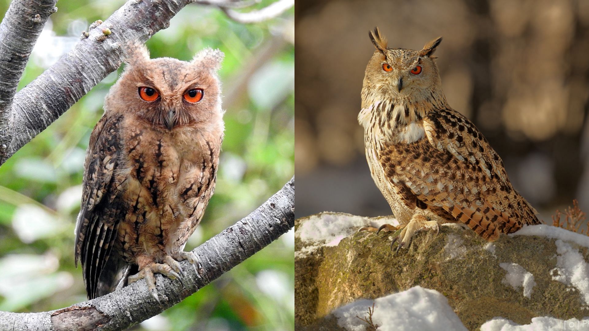 Japanese Scops Owl and Eurasian Eagle Owl (Image via Wikipedia)