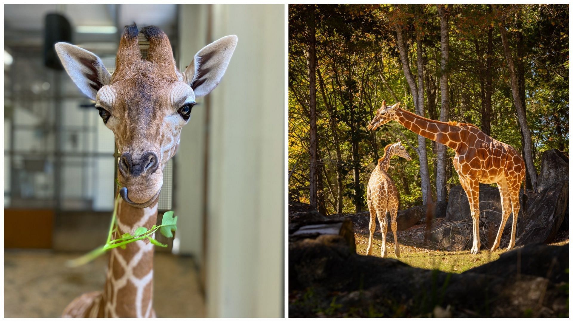 North Carolina Zoo