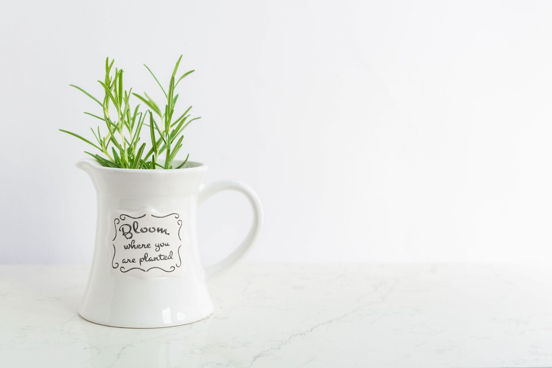 Medicinal uses of rosemary can come handy in your everyday life. (Image via Unsplash/ Paula Brustur)