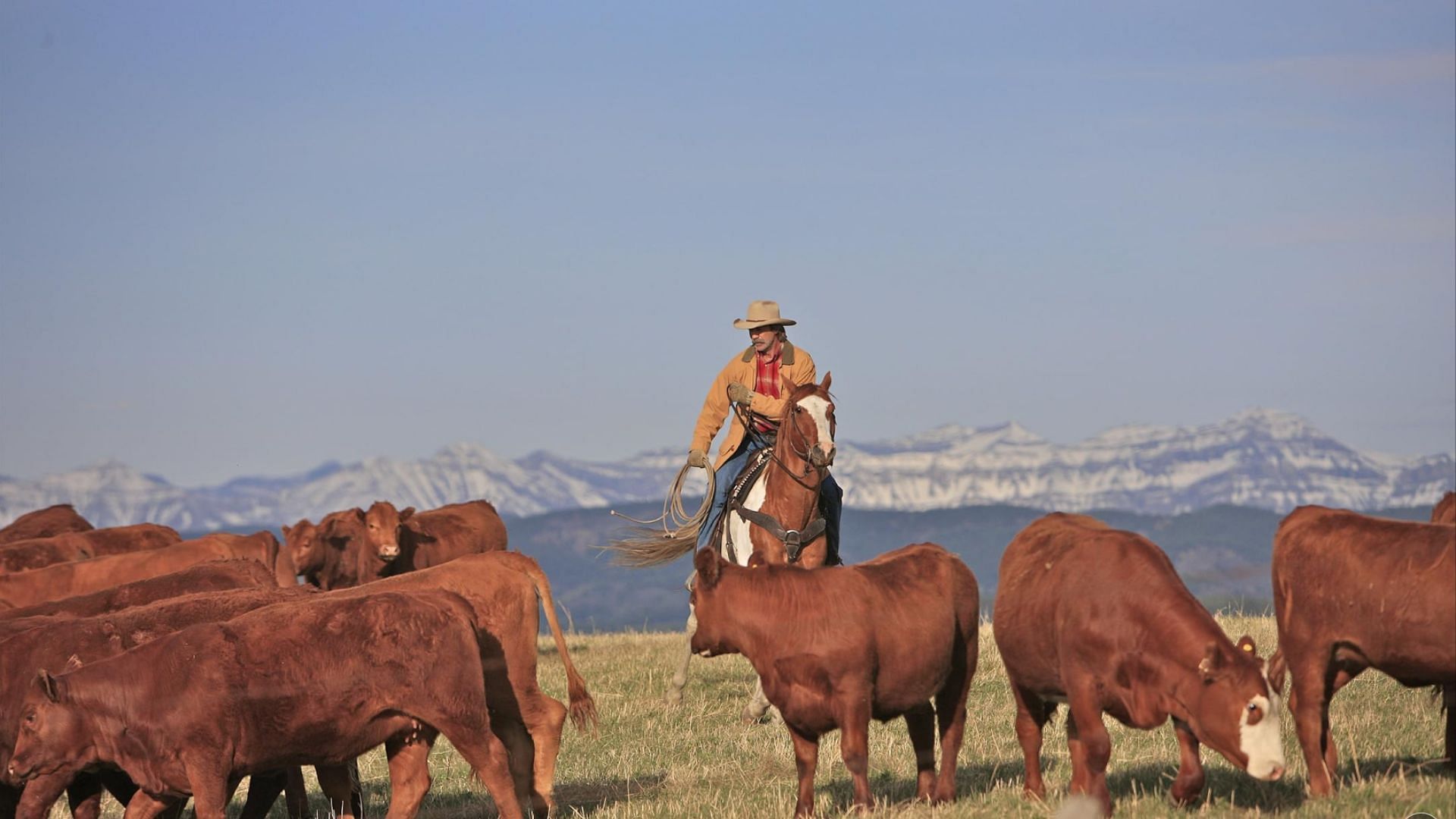 Jack and his cattle in a scene from Heartland (Image via CBC)