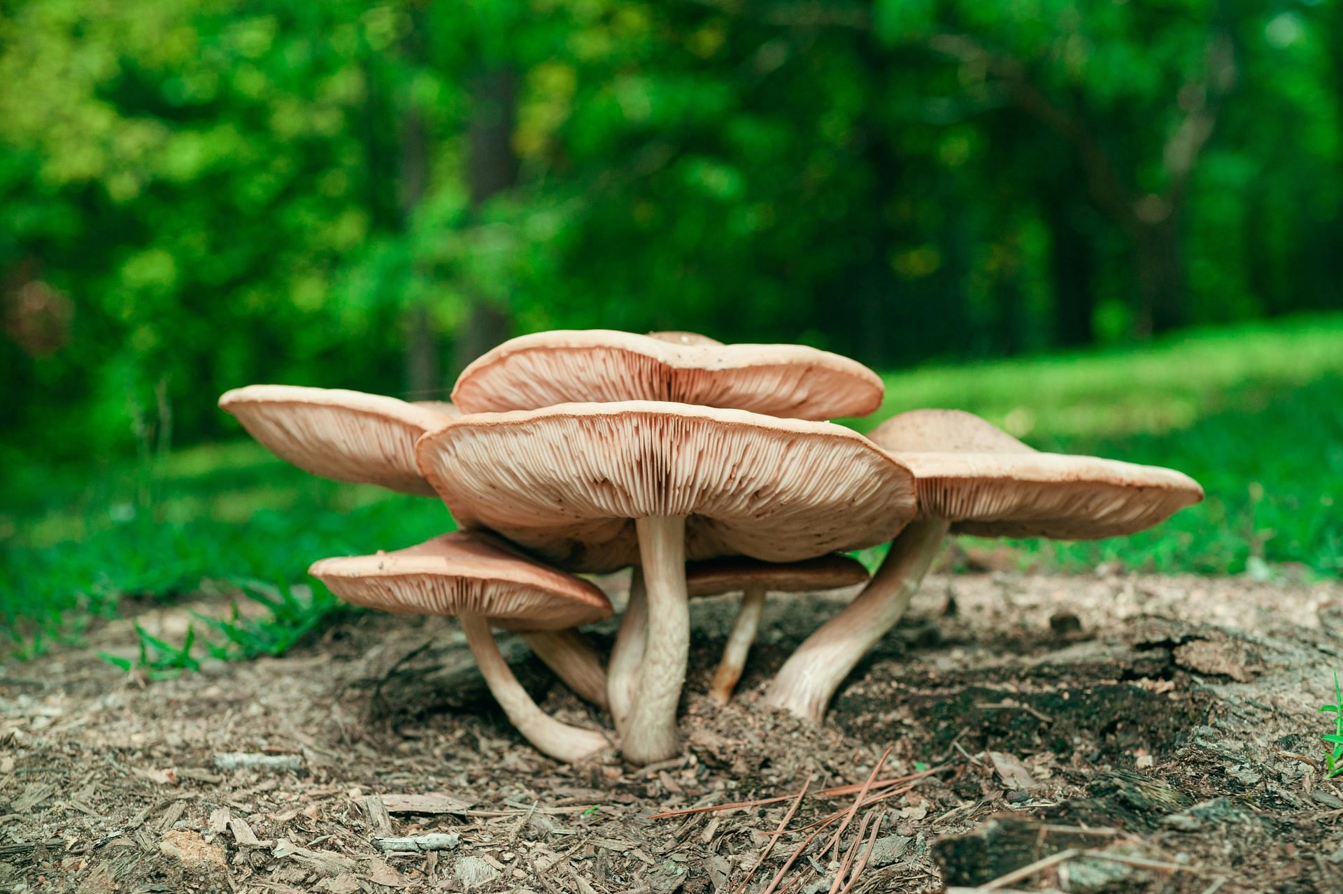 Mushrooms for anxiety (Image via Unsplash/Timothy Dykes)