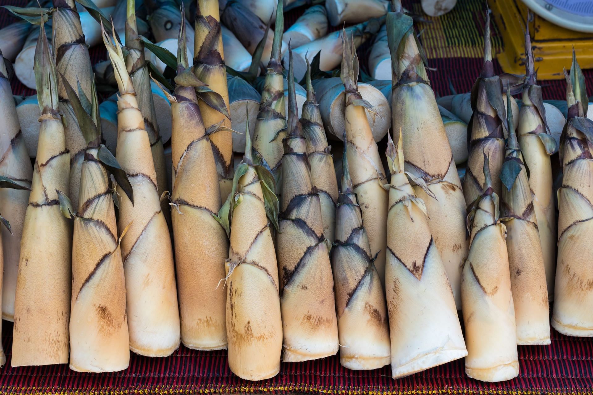 What are bamboo shoots and how can you inculcate it into your diet? (Image by Montian Noowong on Vecteezy)