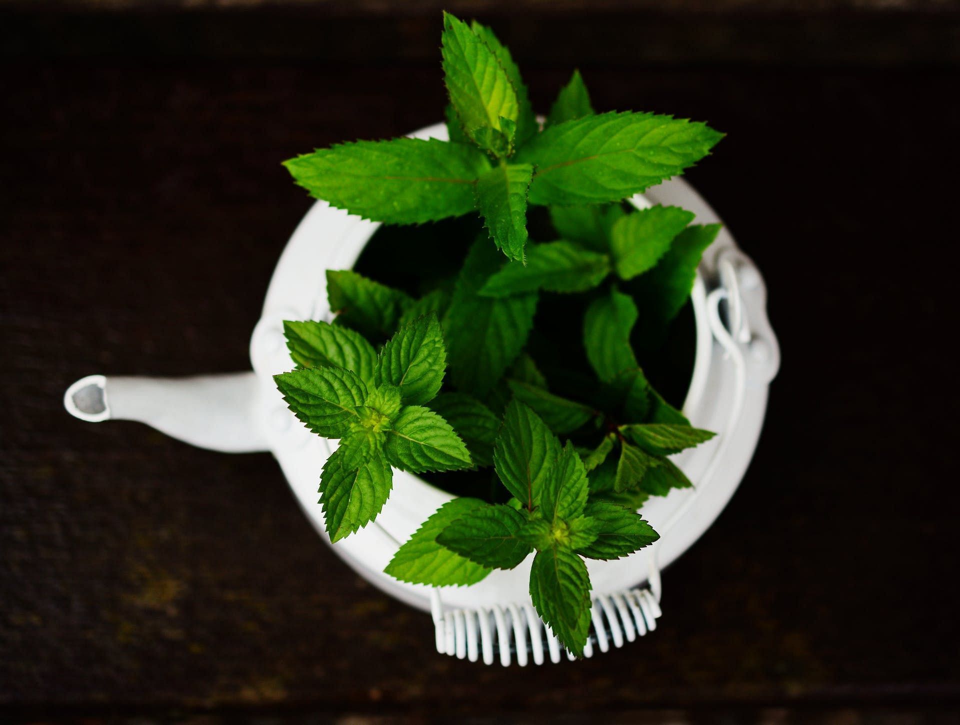 Peppermint (Image via Pexels/Pixabay)