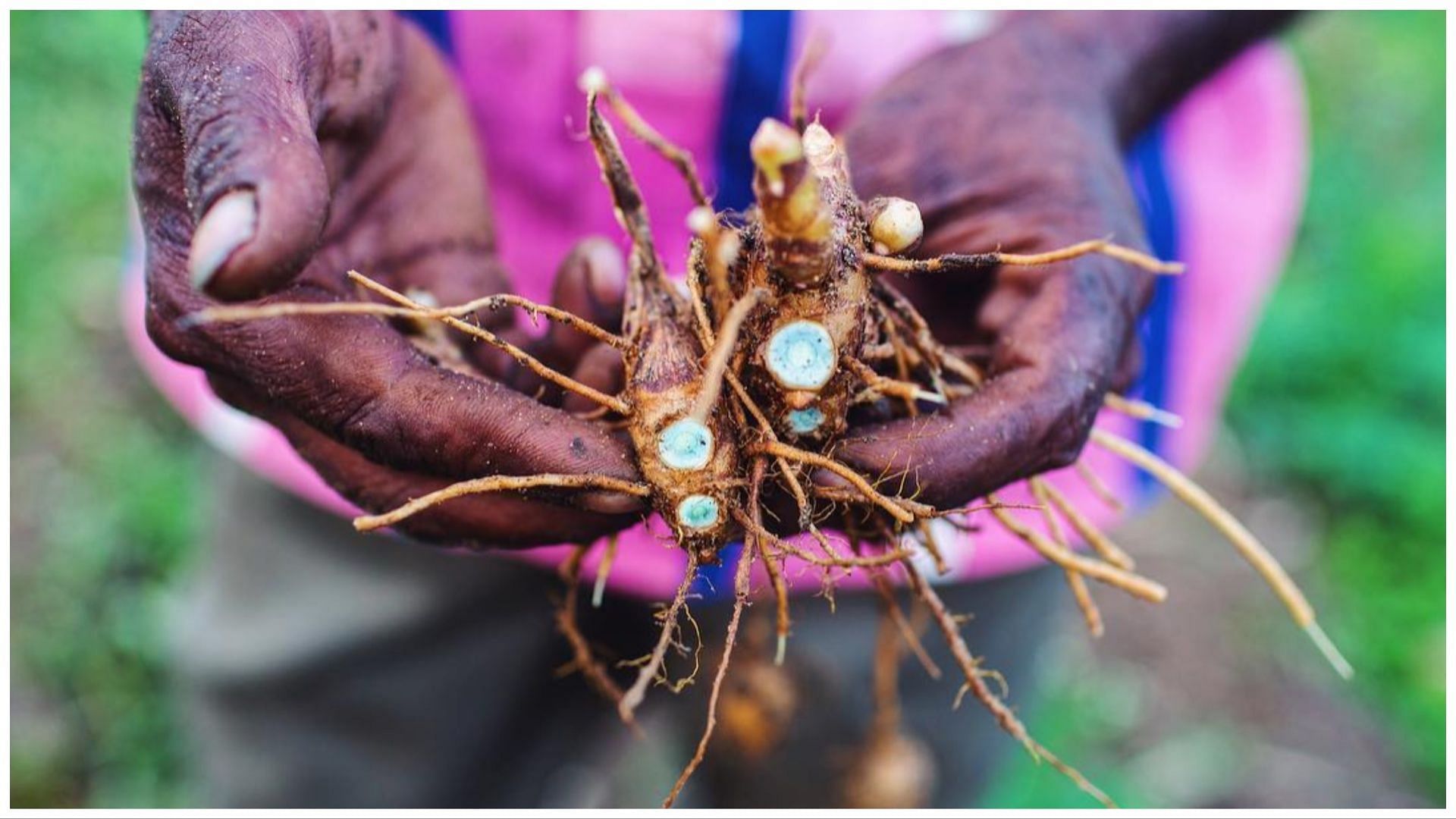 Turmeric has been used in traditional medicine. (Image via Instagram/ @diasporaco)