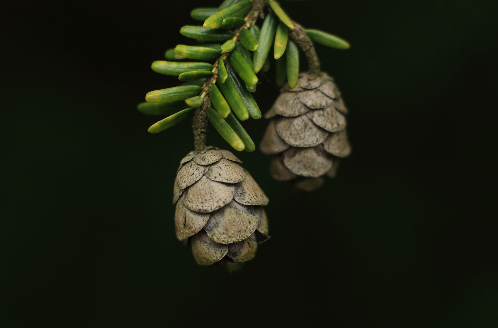 Causes allergic reaction (Image via Unsplash/ Gary Bendig)