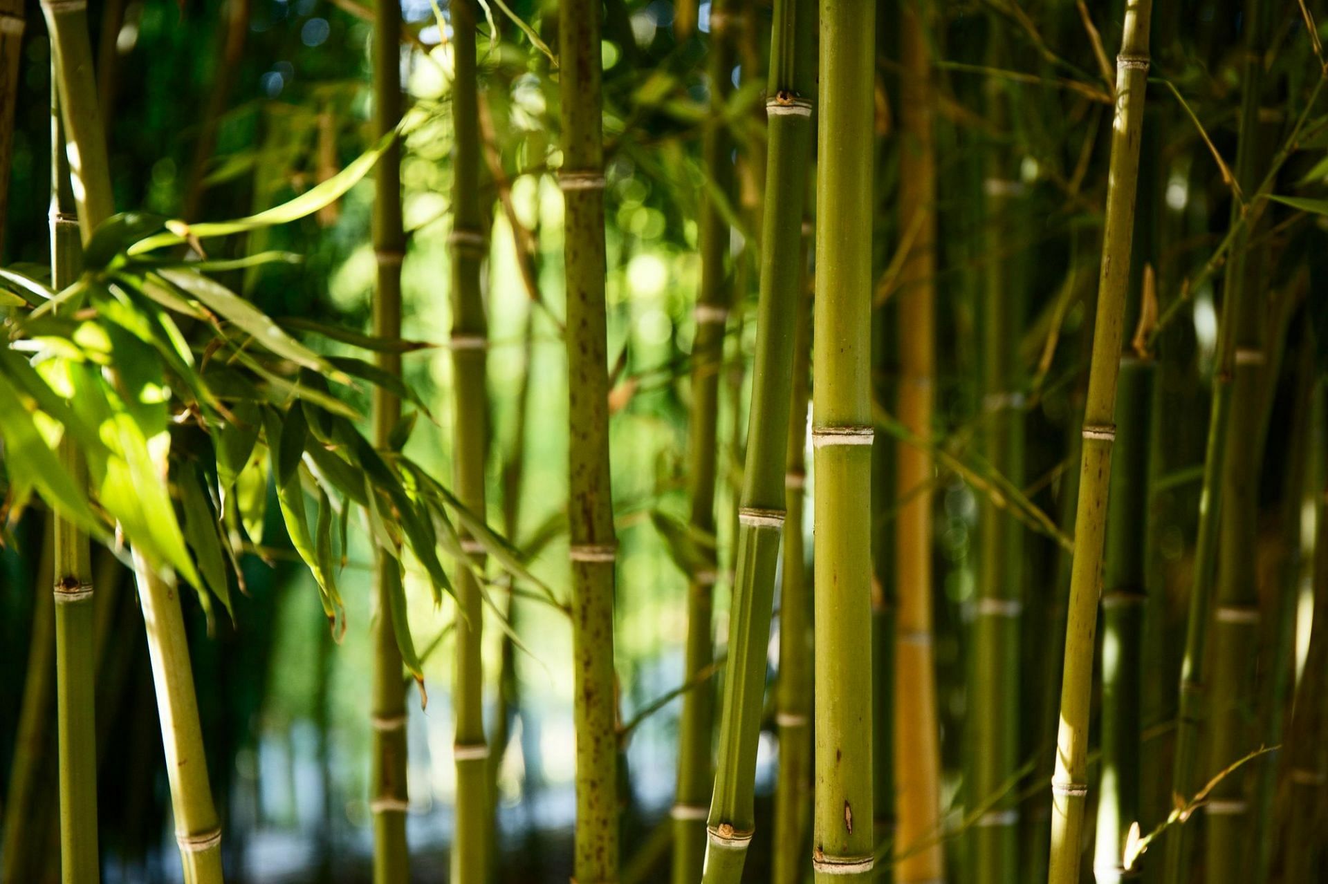 Bamboo shoots raw (Image by Freepik on Freepik)