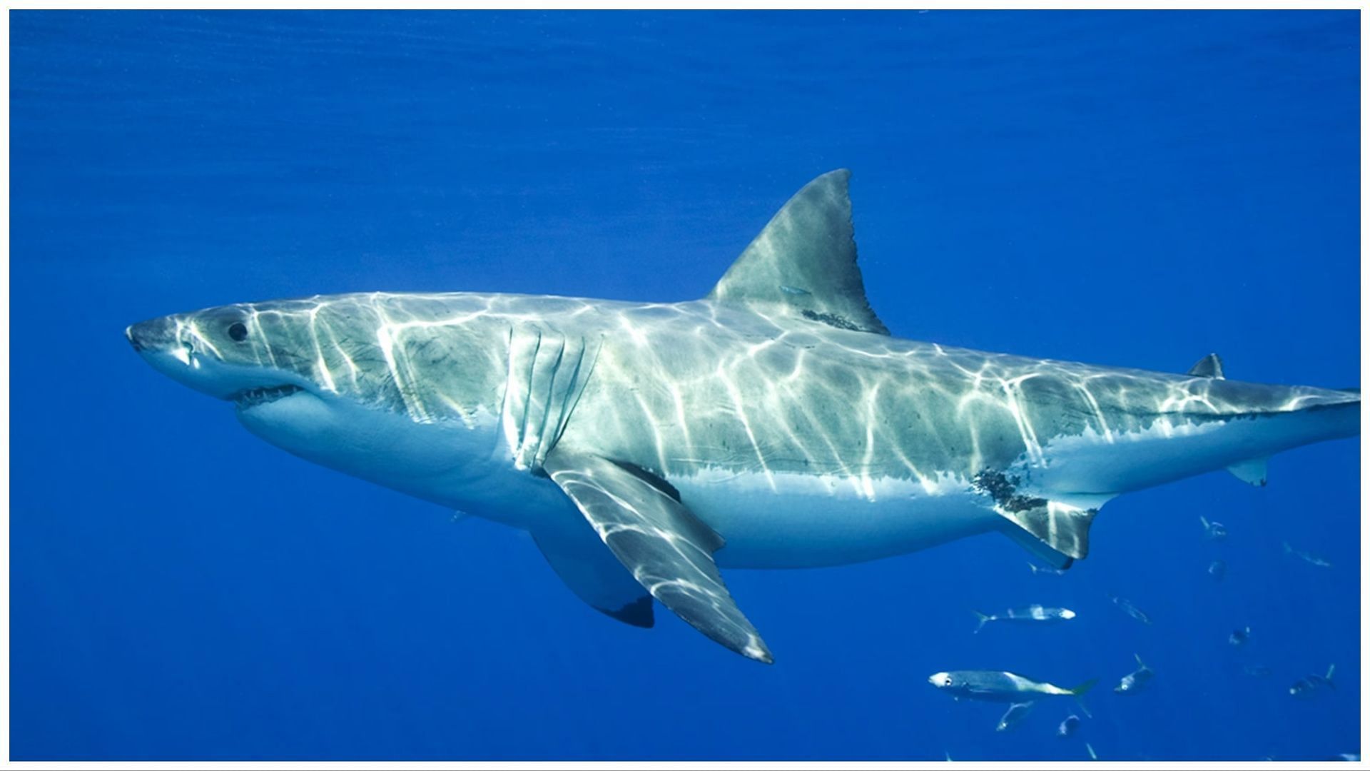 Maria died as she lost too much blood from the shark attack (Image via Nat Geo)