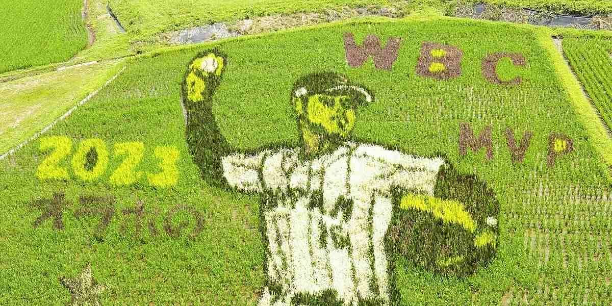 Shohei Ohtani&#039;s hometown farmers paid homage to the two-way phenomenon with jaw-dropping rice art (Image Credit: The Yomiuri Shimbun)