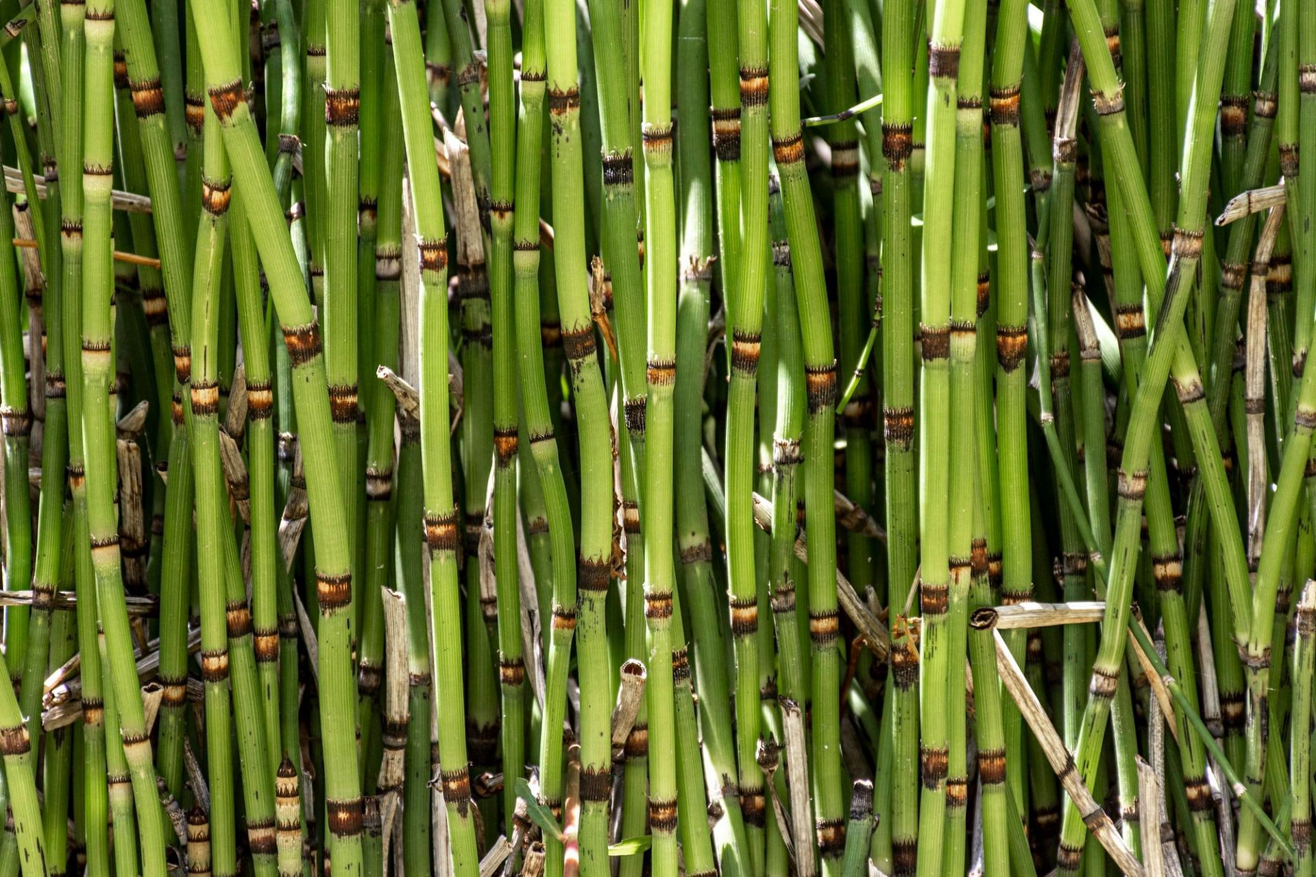The health benefits of bamboo shoots (image by Freepik on Freepik)